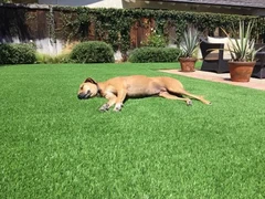 Cov Qauv Zoo Dab Tsi Yuav Tsum Tau Txais Cov Neeg Yuav Tsum Tshawb Xyuas Thau...