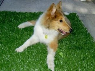 Kub Muag Nqi Muag Khoom Nom Khoom Nyom Rau Cov Dev